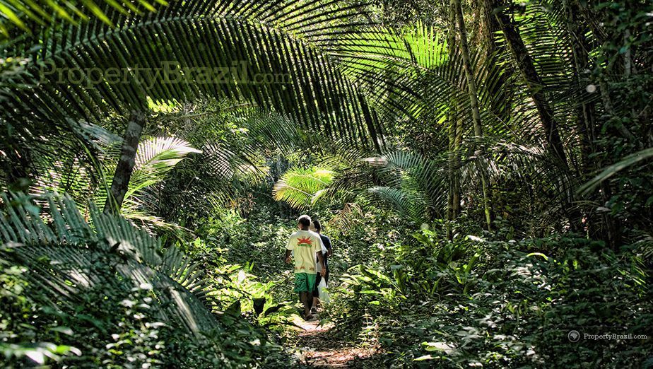 amazonas regnskog amazonas regnskog